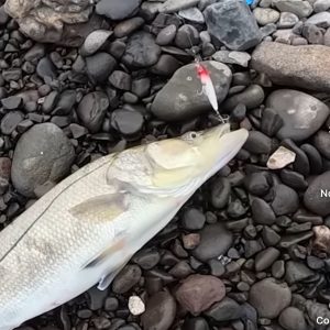 Currican Rojo-Plateado