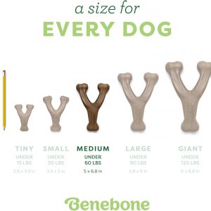 Juguete de Benebone con forma de hueso para morder para perros con sabor a tocino, M