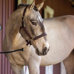 Breyer Serie Tradicional de Caballos | Cossaco - Lusitano | Figura de caballo | 11.25 pulgadas de largo x 9 pulgadas de alto | Modelo #1885