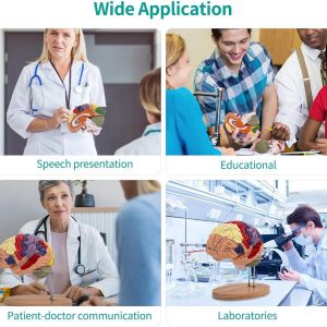 DSFGFRR Human Brain Model 2X Life‑Size, Brain Anatomy Model for Neuroscience, 4‑Part Detachable 3D Brain Model with Laser‑Engraved Labels and Stand for Psychology Neuroscience Learning