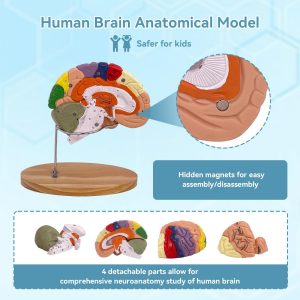 DSFGFRR Human Brain Model 2X Life‑Size, Brain Anatomy Model for Neuroscience, 4‑Part Detachable 3D Brain Model with Laser‑Engraved Labels and Stand for Psychology Neuroscience Learning