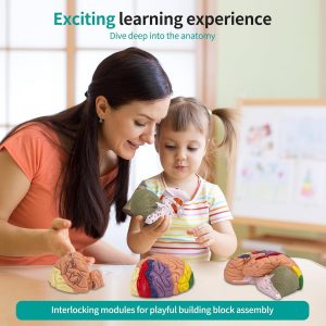 DSFGFRR Human Brain Model 2X Life‑Size, Brain Anatomy Model for Neuroscience, 4‑Part Detachable 3D Brain Model with Laser‑Engraved Labels and Stand for Psychology Neuroscience Learning