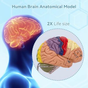 DSFGFRR Human Brain Model 2X Life‑Size, Brain Anatomy Model for Neuroscience, 4‑Part Detachable 3D Brain Model with Laser‑Engraved Labels and Stand for Psychology Neuroscience Learning