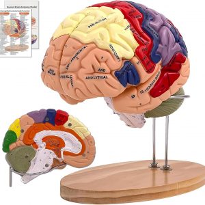 DSFGFRR Human Brain Model 2X Life‑Size, Brain Anatomy Model for Neuroscience, 4‑Part Detachable 3D Brain Model with Laser‑Engraved Labels and Stand for Psychology Neuroscience Learning