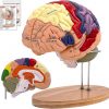 DSFGFRR Human Brain Model 2X Life‑Size, Brain Anatomy Model for Neuroscience, 4‑Part Detachable 3D Brain Model with Laser‑Engraved Labels and Stand for Psychology Neuroscience Learning