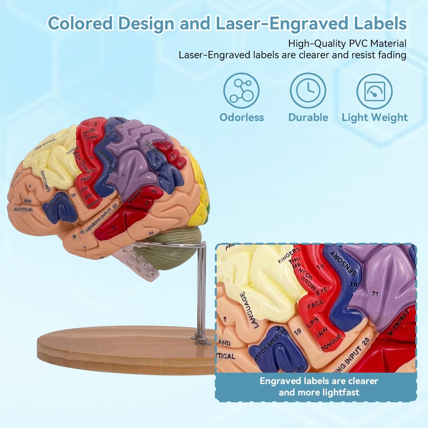 DSFGFRR Human Brain Model 2X Life‑Size, Brain Anatomy Model for ...