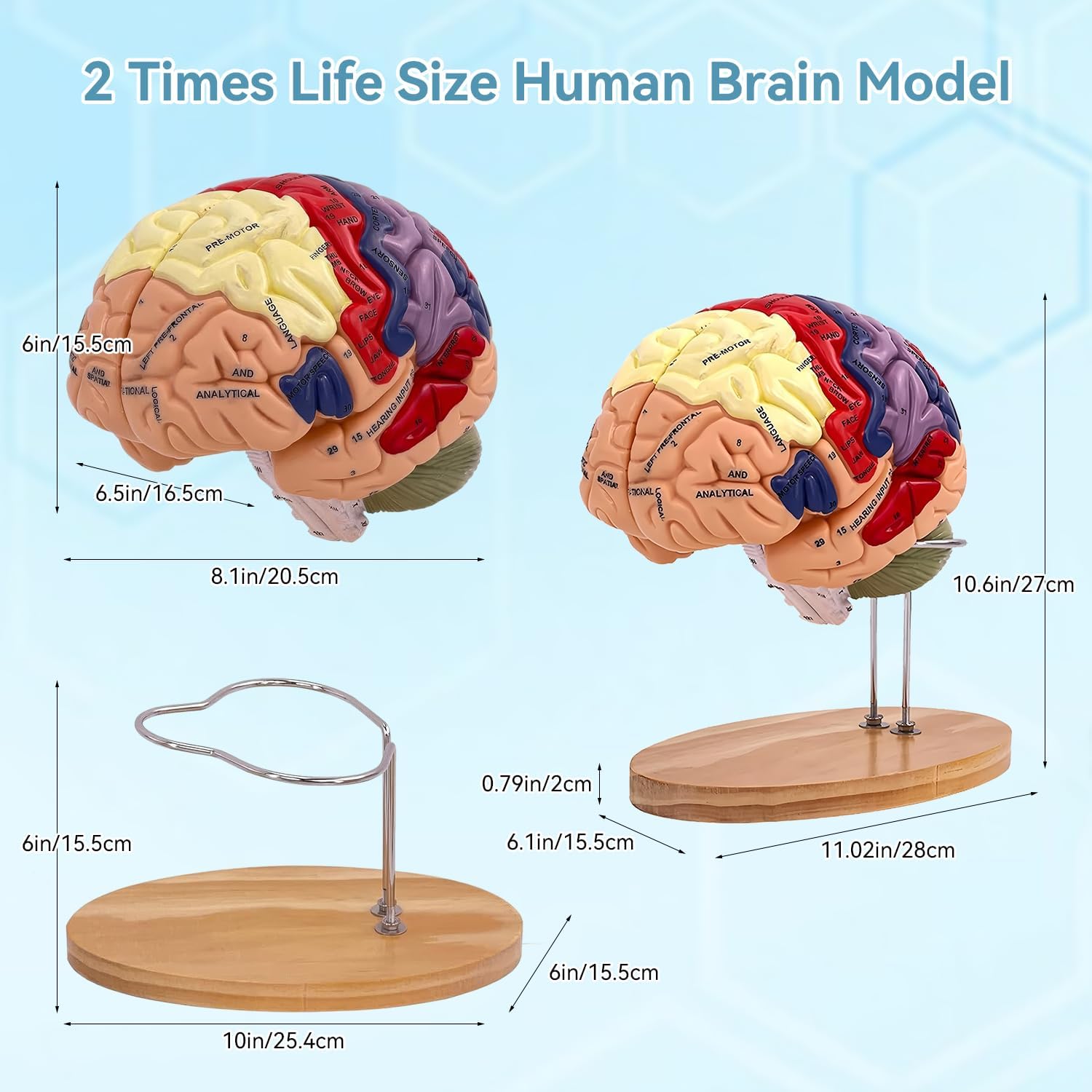 DSFGFRR Human Brain Model 2X Life‑Size, Brain Anatomy Model for ...