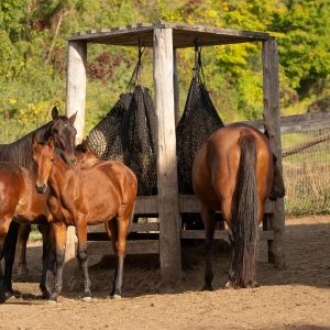 Aoncky - Red de heno grande para caballos, alimentador de caballos de alimentación lenta, bolsa de heno de 47 pulgadas, tamaño de pacas con malla de nailon suave sin nudos, se adapta a pequeñas balas