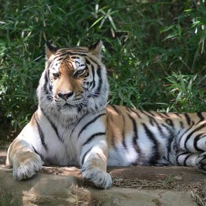 NIKON Z TELECONVERTER TC-2.0X para ampliación 2.0X de lentes compatibles sin espejo Nikon Z y cámaras Nikon Z