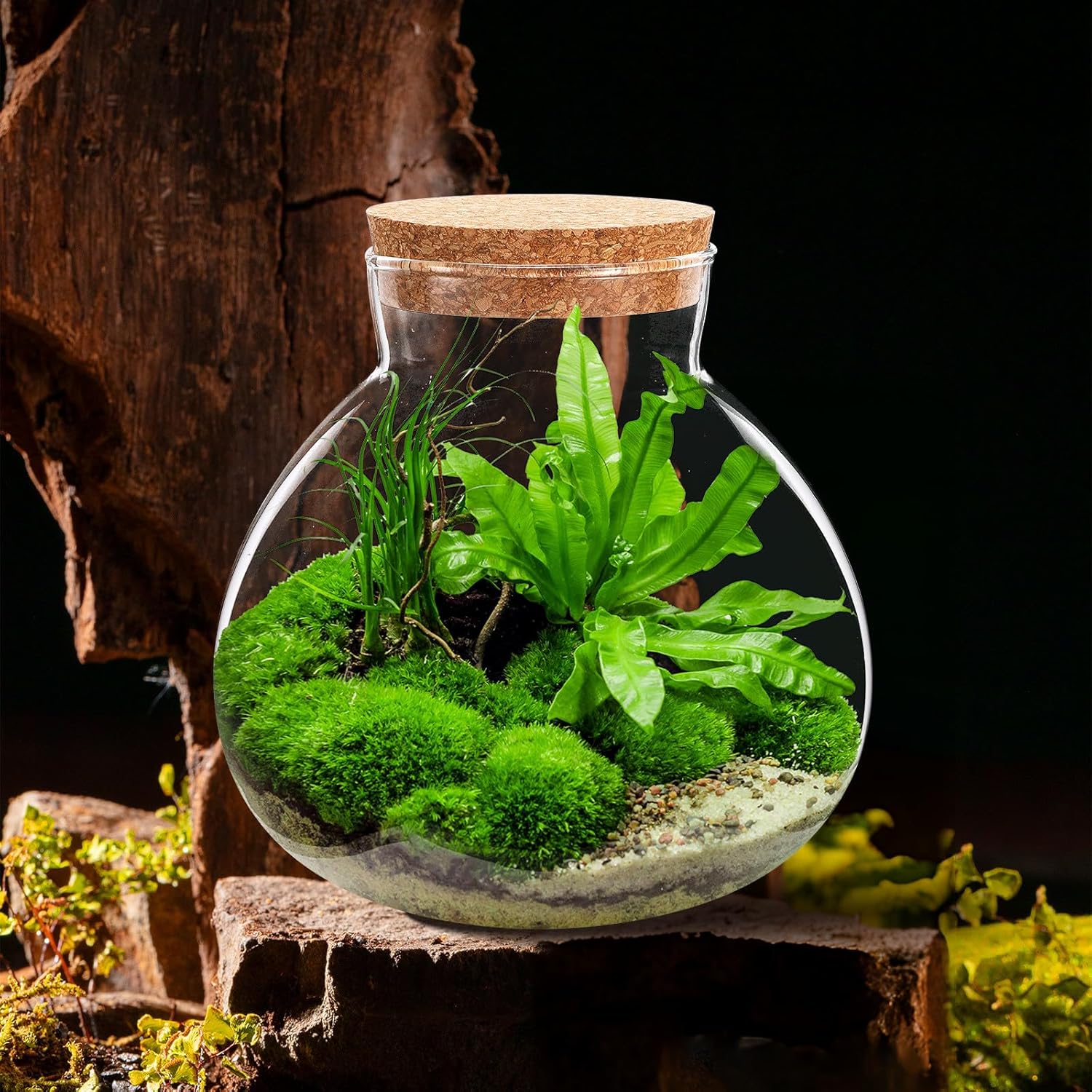 NUOBESTY Tarro de terrario de vidrio con tapa de corcho, terrario cerrado de 6 x 6.3 pulgadas para musgo y helecho suculentos, jardín de escritorio en miniatura para decoración del hogar y la oficina