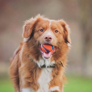 Chuckit! Ultra Ball Dog Toy with Cleaning Bucket, Medium 2.5-in, 8-Pack