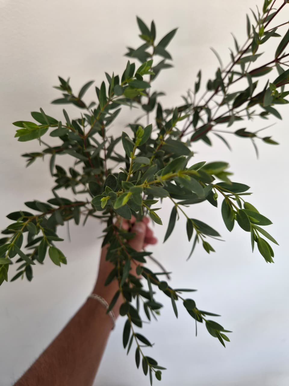 “Armonía de Primavera” – Ramo Floral Premium